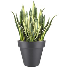 Svärmors tunga i en blomkruka