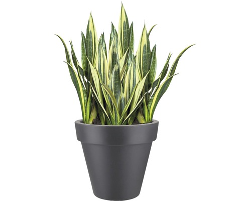 Svärmors tunga i en blomkruka