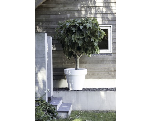 Fikonträd i kruka på en terrass