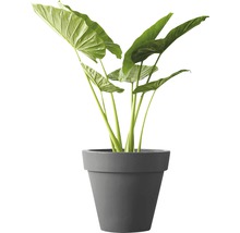Alocasia krukväxt i en kruka