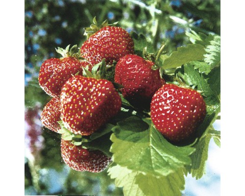 Jordgubbar FLORASELF Fragaria x ananassa Ostara 6st Jordgubbar FLORASELF Fragaria x ananassa Ostara 6st