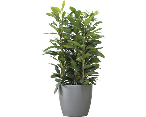 Lagerhägg i kruka som krukväxt