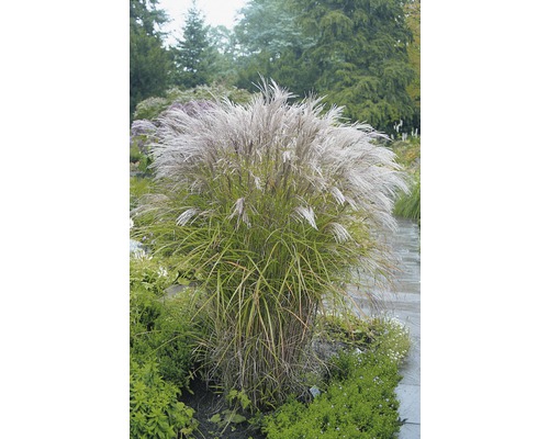 Glansmiskantus FLORASELF Miscanthus sinensis Kleine Silberspinne 10-100cm co 3L Kinesiskt prydnadsgräs i trädgården