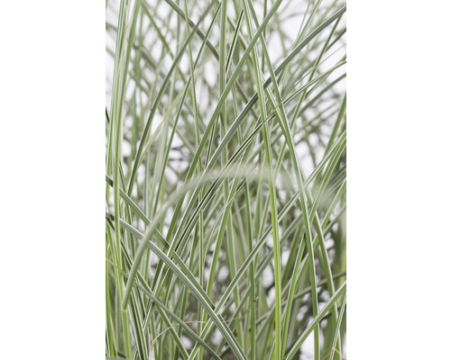 Detaljbild av prydnadsgräs med smala blad
