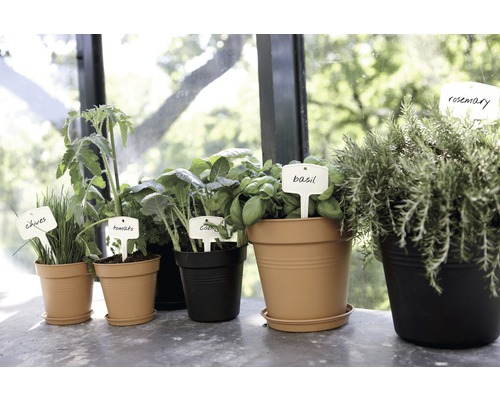 Olika örter och grönsaker i krukor med etiketter