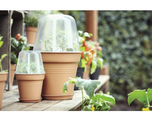 Scen med blomkrukor och transparenta växtklockor i trädgården