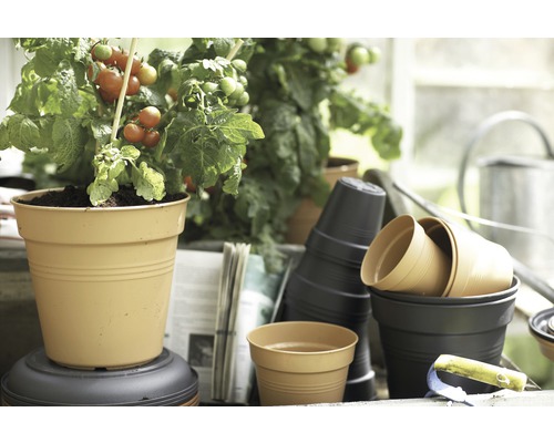 Tomatplanta i en blomkruka bredvid trädgårdsredskap