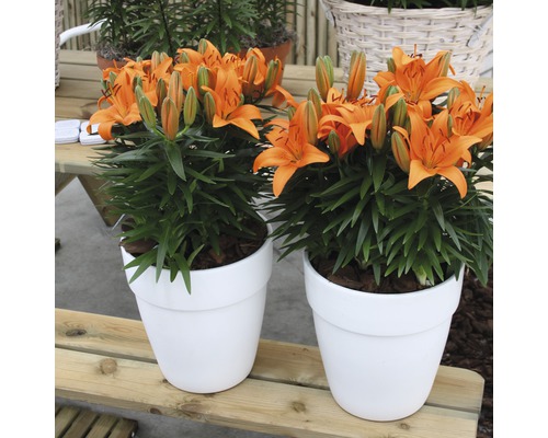 Två orange liljor i vita krukor på ett träbord.