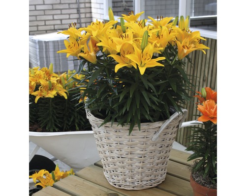 Gula liljor i en flätad korg som trädgårdsdekoration