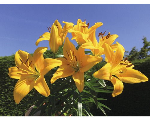 Gula liljeblommor med gröna blad mot en blå himmel