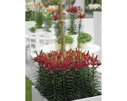 Röd liljeblomställning i en planteringslåda med ett litet träd