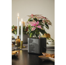 Julstjärna med bevattningssystem i en kruka på ett bord med adventsdekoration.