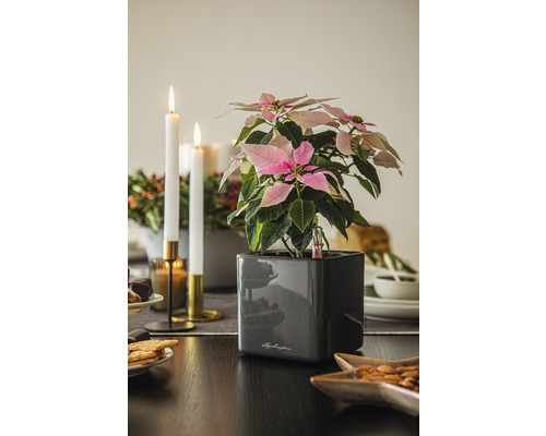 Julstjärna med bevattningssystem i en kruka på ett bord med adventsdekoration.