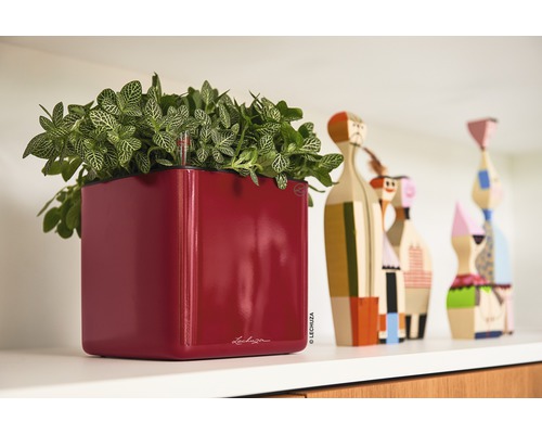 Röd planteringslåda med grön växt på en hylla