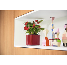 Anthurium i en röd fyrkantig planteringslåda på en hylla bredvid dekorativa träfigurer