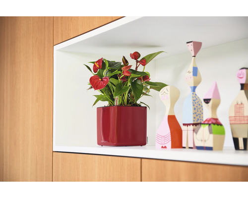 Anthurium i en röd fyrkantig planteringslåda på en hylla bredvid dekorativa träfigurer