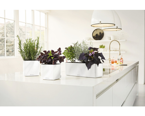 Köksscen med örter och växter i vita planteringskärl på en köksbänk