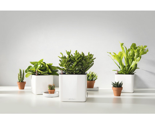 Olika krukväxter i krukor och planteringskärl på en ljus yta.