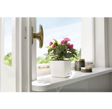 Scen med krukväxt i vit blomkruka på en fönsterbräda