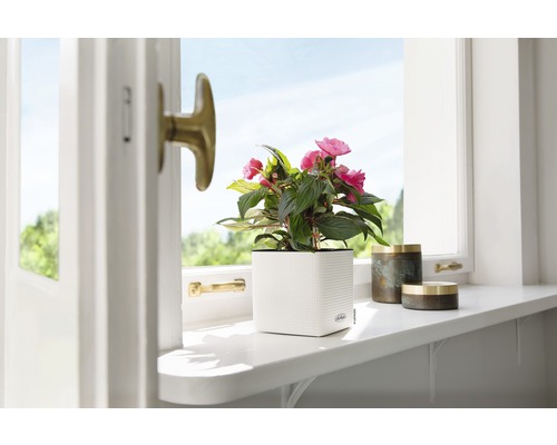 Scen med krukväxt i vit blomkruka på en fönsterbräda