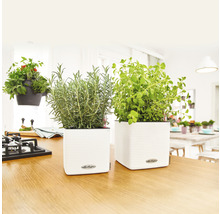 Köksscen med örter i vita blomkrukor på en bänkskiva