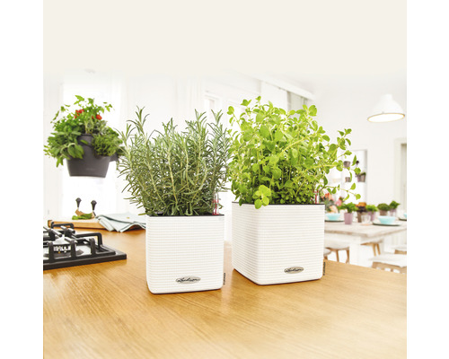 Köksscen med örter i vita blomkrukor på en bänkskiva