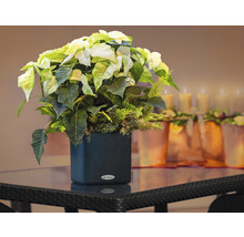 Julstjärna i en svart planteringskärl på ett bord