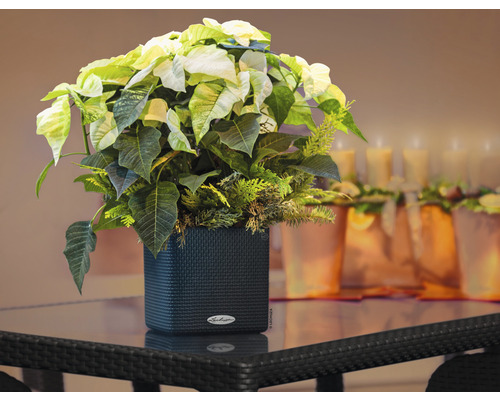 Julstjärna i en svart planteringskärl på ett bord