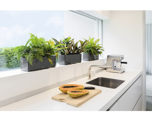 Dekorativ plantering i blomlådor på en fönsterbräda i ett modernt kök.