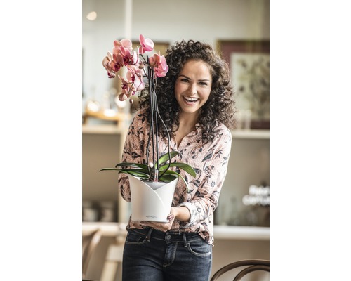 Kvinna håller en rosa blommande orkidé i en blomkruka.