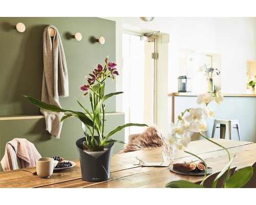 Matsalsbordsdekoration med krukväxt och porslin i en ljus, vänlig atmosfär.