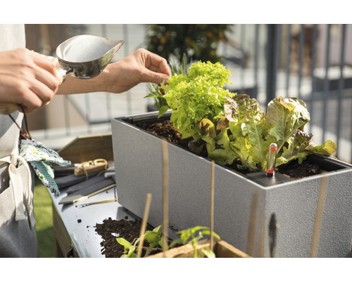 Person fyller upphöjd planteringslåda med salladsplantor och termometer