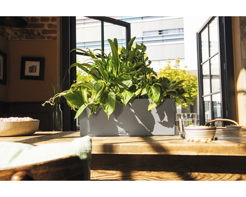 Växtlåda med växter på ett träbord framför ett fönster