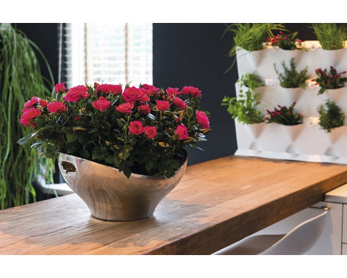 Bordsdekoration med rosor i silverfärgad kruka och väggplantering