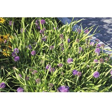 Kantlök FLORASELF Allium senescens 5-20cm Co 0,5L