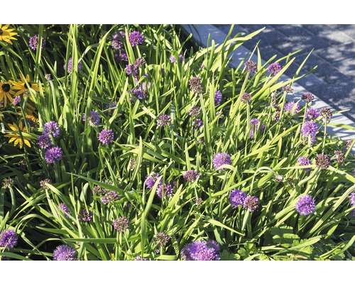 Blomrabatt med prydnadslök och andra växter