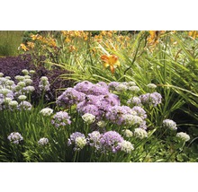 Kantlök FLORASELF Allium senescens 5-20cm Co 0,5L