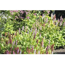 Bergormrot Bistorta affinis 'Darjeeling Red' (ehem. Persicaria aff. 'Darjeeling Red') 5-20cm Co 0,5L