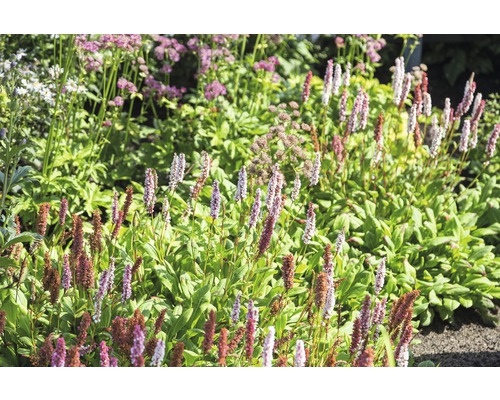 Bergormrot Bistorta affinis 'Darjeeling Red' (ehem. Persicaria aff. 'Darjeeling Red') 5-20cm Co 0,5L Bergormrot Bistorta affinis 'Darjeeling Red' (ehem. Persicaria aff. 'Darjeeling Red') 5-20cm Co 0,5L