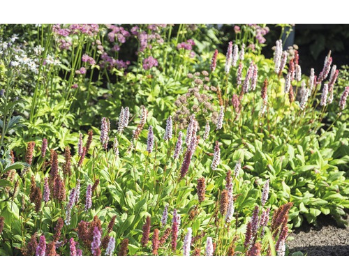 Bergormrot Bistorta affinis 'Darjeeling Red' (ehem. Persicaria aff. 'Darjeeling Red') 5-20cm Co 0,5L