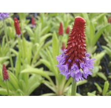 Närbild av en scharlakansröd primula i trädgården.