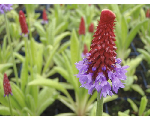 Närbild av en scharlakansröd primula i trädgården.