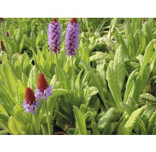 Närbild av gullvivablommor i trädgården