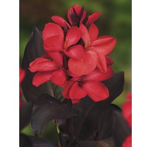 Blomma av Canna med mörka blad