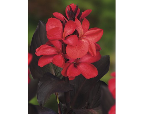 Blomma av Canna med mörka blad