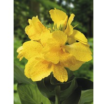 Gul Canna Indica blomma med gröna blad.