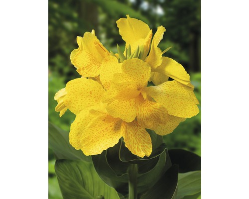 Gul Canna Indica blomma med gröna blad.