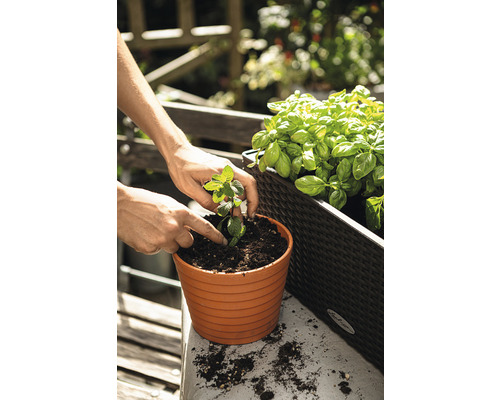 En person planterar en myntplanta i en kruka på ett trädgårdsbord, bredvid en planteringslåda med basilika.