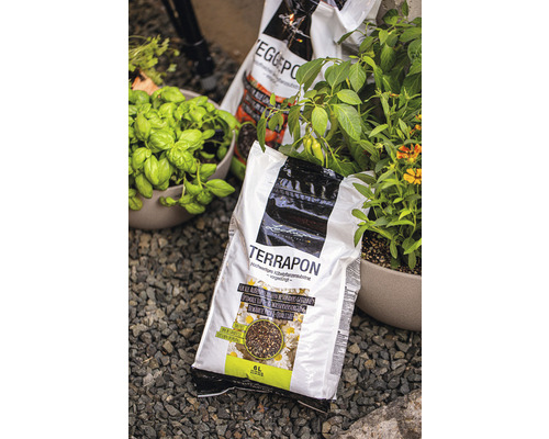 En säck Terapon blomjord mellan basilika och andra växter