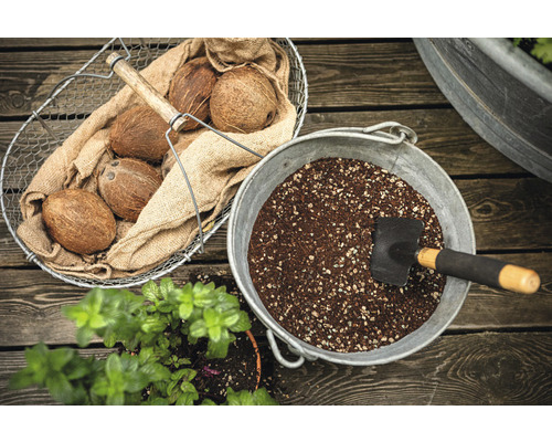 Trädgårdsarrangemang med kokosnötter, planteringsjord och en liten spade.